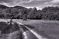 Le chemin du tennis BW